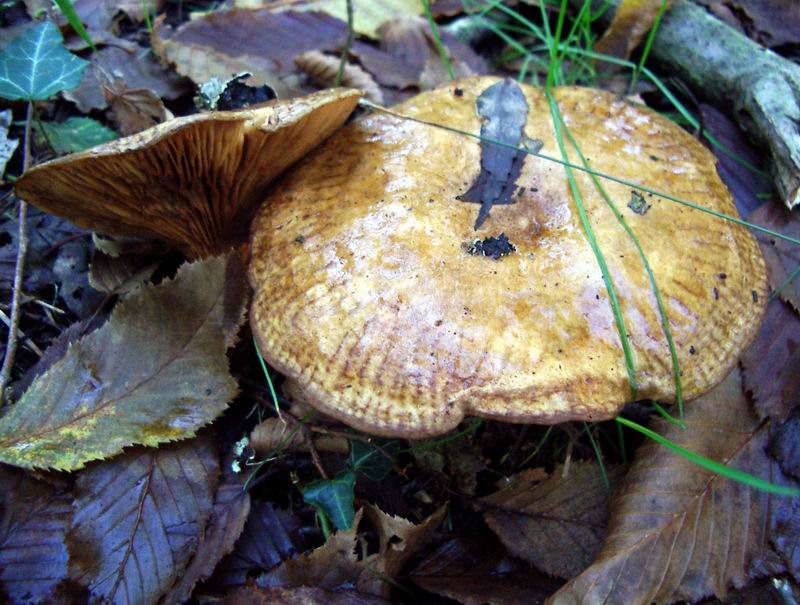 Paxillus rubicundulus